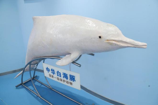 害中华白海豚” 当地：此前对施工进行过评